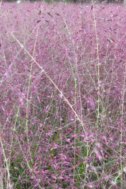 Ерагростіс/Полевичка/Гусятник видний|Eragrostis spectabilis|Эрагростис/Полевичка/Гусятник видный